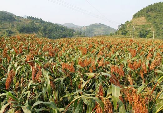 點擊查看詳細信息<br>標題：   閱讀次數(shù)：3012